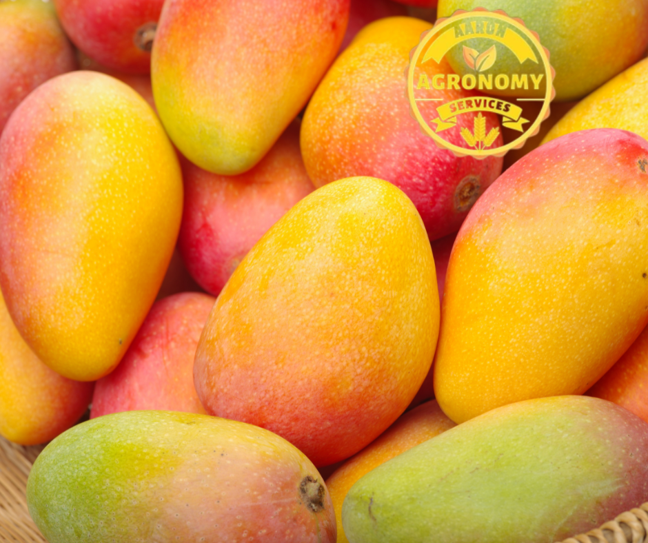 One acre Mango Package
